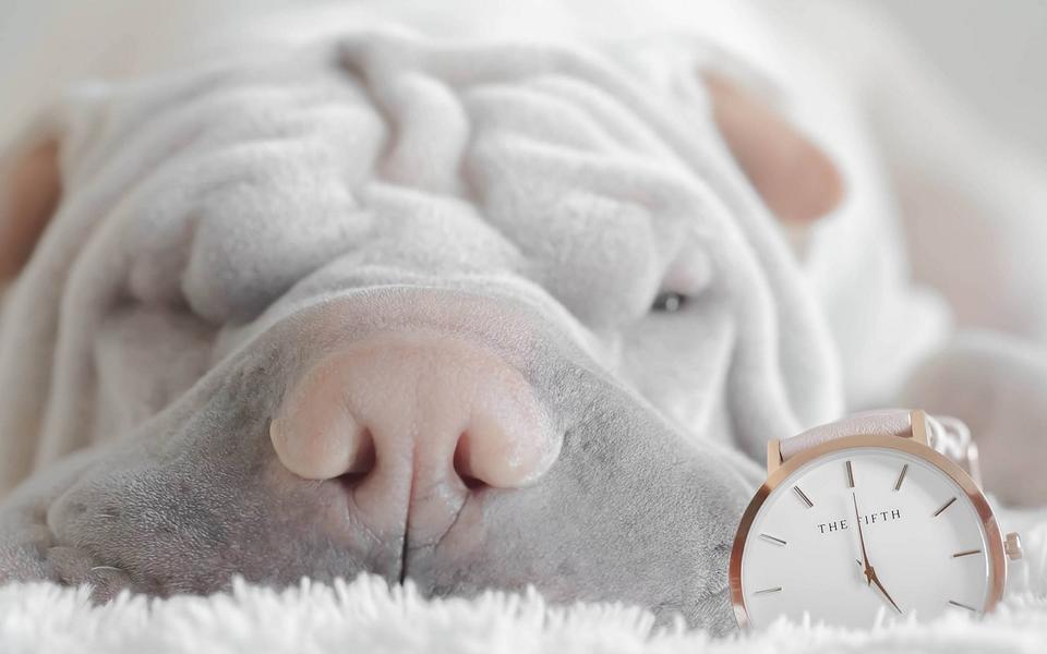 Ein Hund am Schlafen und eine Armbanduhr